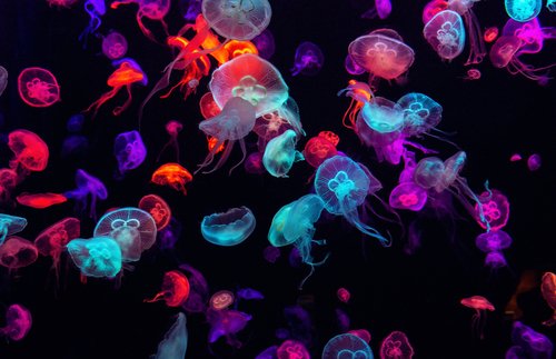 No, You Shouldn’t Pee on a Jellyfish Sting. Here’s What to Do Instead