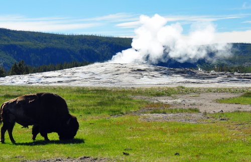 Where to See Yellowstone's Most Impressive Animals: Bears, Bison, and Beyond