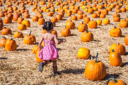 Fall Family Fun at Orchards and Farms Across the United States