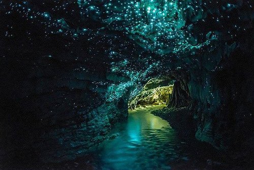 Dazzling Bioluminescent Attractions—and How to See Them