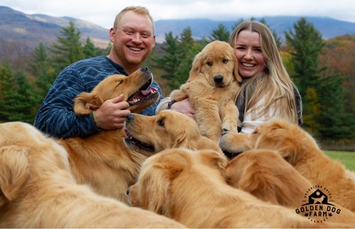 Irresistible Golden Dog Farm in Vermont Invites Visitors to Play with Gaggle of Golden Retrievers