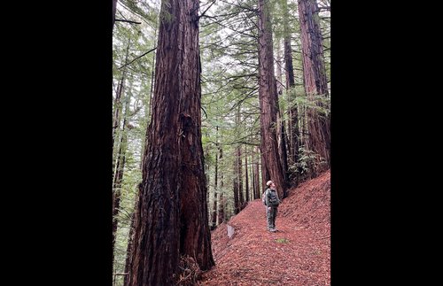An Easy New Way to See Redwoods in the Santa Cruz Mountains