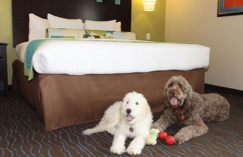 Which Are the Most Pet-Friendly U.S. Hotel Chains (And Which Ones Just Claim They Are)?