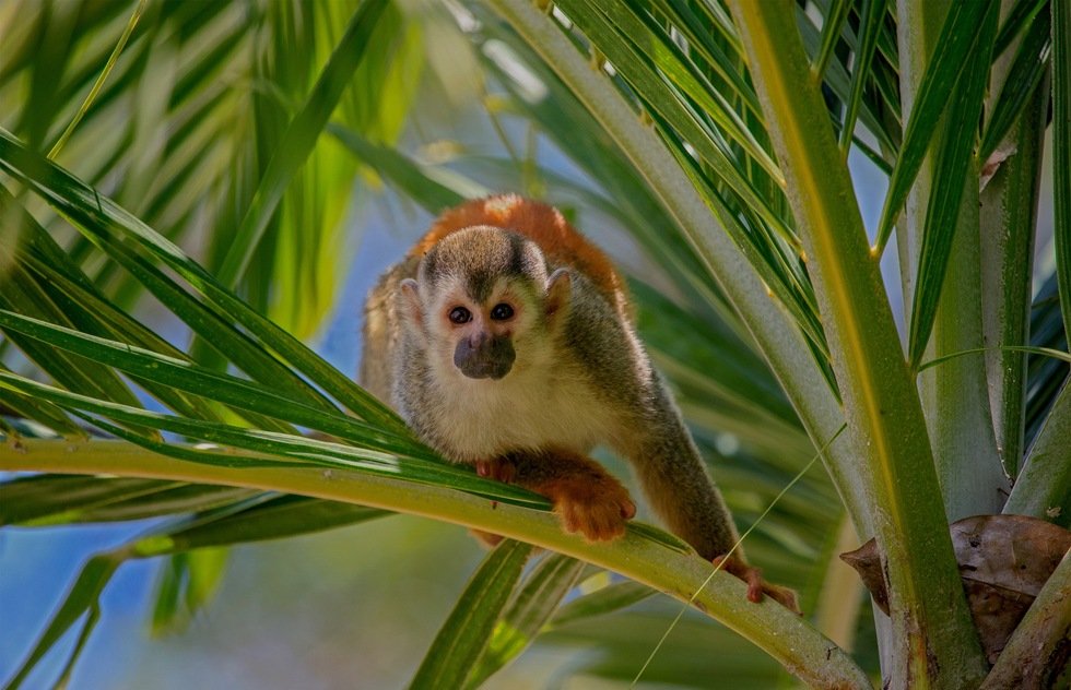 Best Places to See Wildlife in Costa Rica