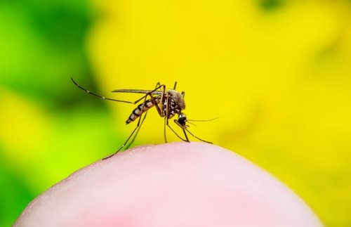 “Risk of Outbreaks High”: Tourists Warned of Deadly Disease Spread by Mosquitoes