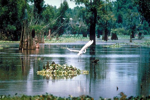 Bayous and Beaches: Louisiana's Most Picturesque Places | Frommer's