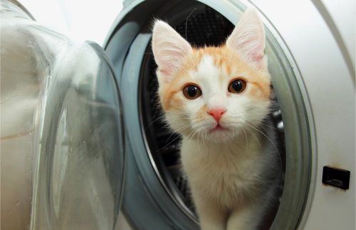 Stray Cats and Washing Machines: Memories of Inspired Kindness