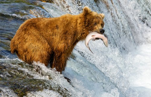 WATCH: Alaska’s Bear Cams Are Back—Just in Time for Salmon Season
