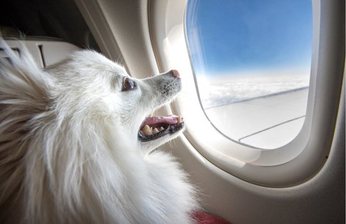 It's Official: Emotional Support Animals Can No Longer Fly Free
