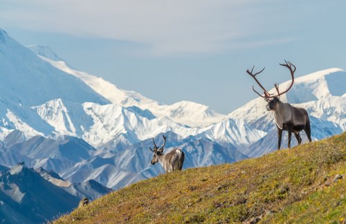 Alaska Opens Up: Visiting No Longer Requires a Negative Covid-19 Test
