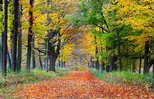 Best Autumn Road Trips in the USA