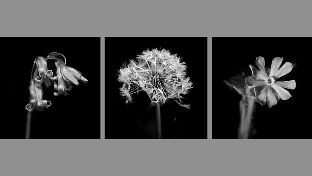 A Monochromatic Approach to Wildflower Photography