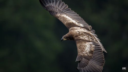 Learn How This Eagle Photo Was Shot and Edited From Start to Finish