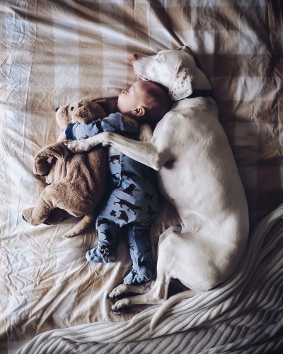 Cute Rescue Puppy Sleeping with a 8-Month-Old Baby