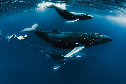 Models Underwater Shoot with Whales