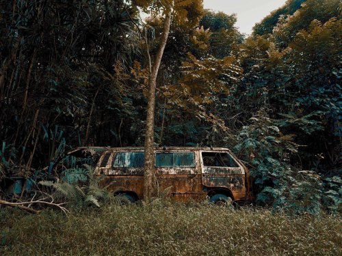 Nature Takes Over Abandoned Cars