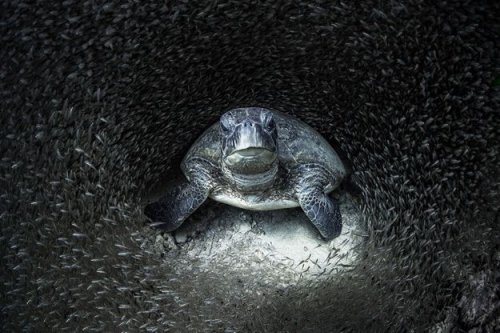 The Ocean Photographer of The Year