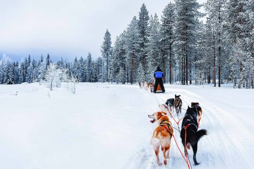 Husky Sledding in Rovaniemi: Dog Wellbeing, Best Tours & What to Expect
