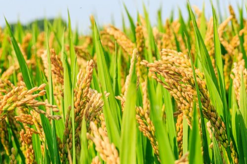Una copia adicional de un gen en el arroz ayuda a producir un 40% más de granos - Fundacion Antama