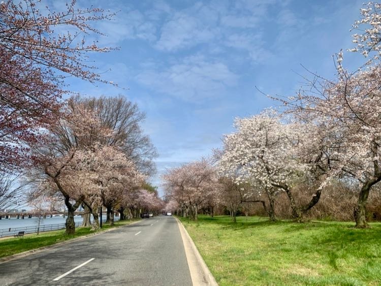 Beautiful Washington DC Cherry Blossom Scenic Drive