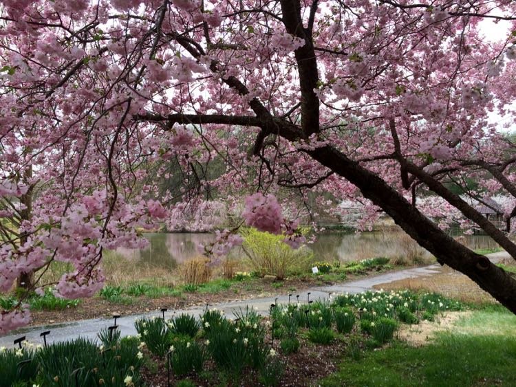 15 Gorgeous Gardens In Virginia and Washington DC