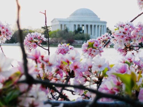 Where to See Cherry Blossoms in Virginia, DC, and Maryland