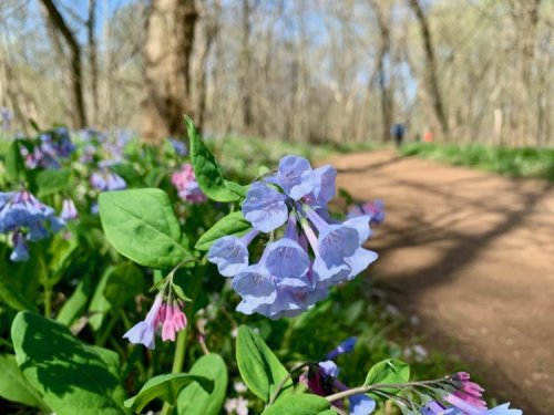 15 Best Nature Trails in Northern Virginia for Wildflowers and Wildlife