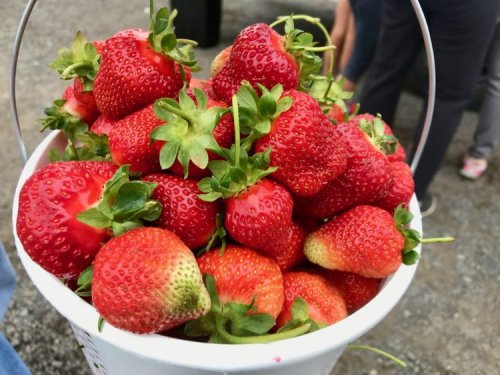Strawberry Picking in Virginia, Fun U-Pick Farms Near DC