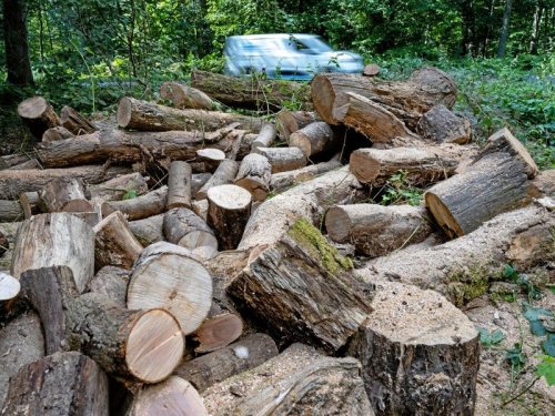 Energiepreise: Brennholz sammeln – Gemeinde wurde von Anfragen überrannt