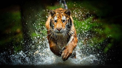 16 Extraordinary Photos of Animals in Action