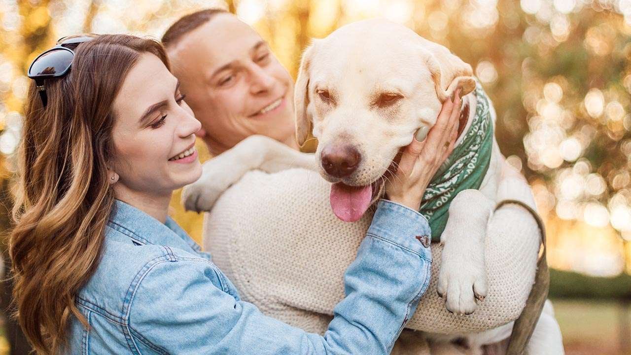 Forever Home Finder: Pet Adoption Collection - cover