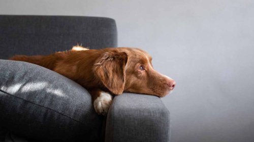 Does Asbestos Affect Your Dog? How To Protect Your Companion