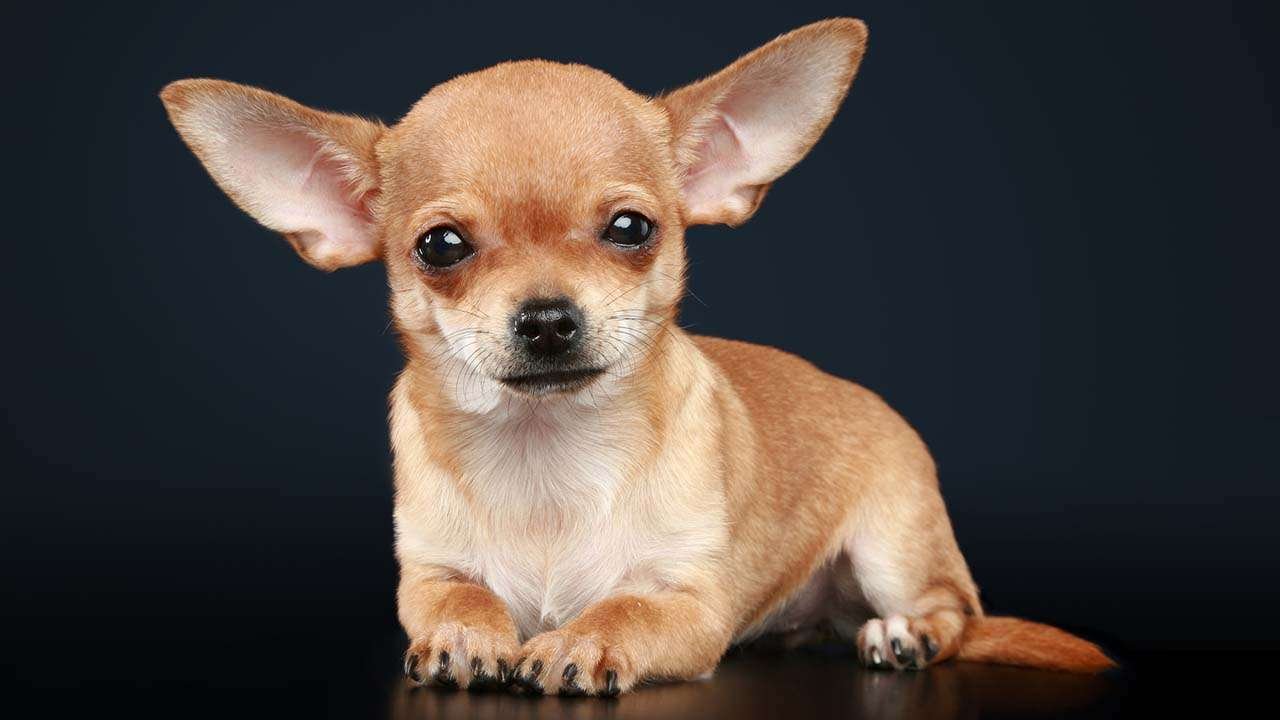 10 Captiving Facts About Chihuahuas That Will Amaze You