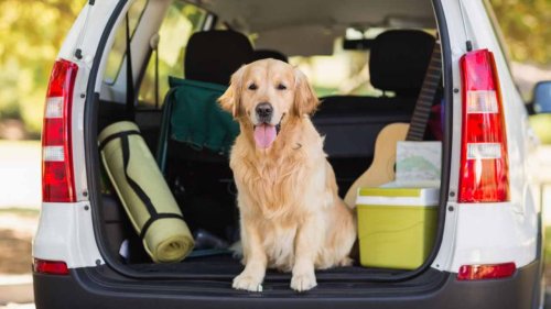 How To Plan the Perfect Road Trip With Your Dog