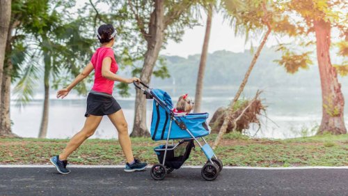 Reasons To Consider Buying a Stroller for Your Dog