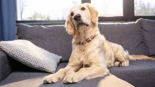 Golden Retriever’s Hilarious Expressions Captivate Dog Lovers