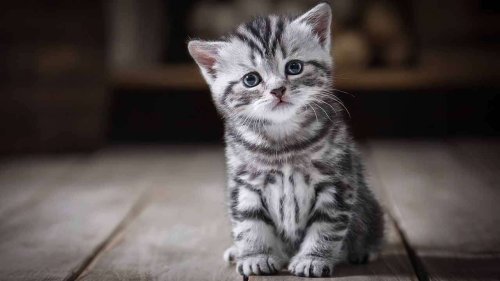 Cute Kittens Being Adorable and a Hilarious Surprise Ending