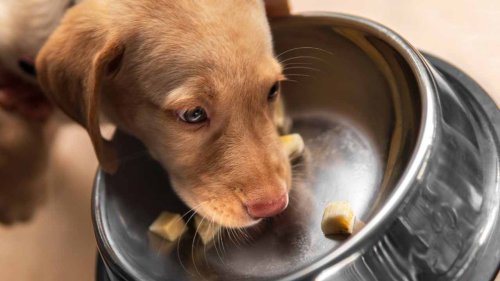 Why Stainless Steel Bowls Are Best forYour Furry Friend