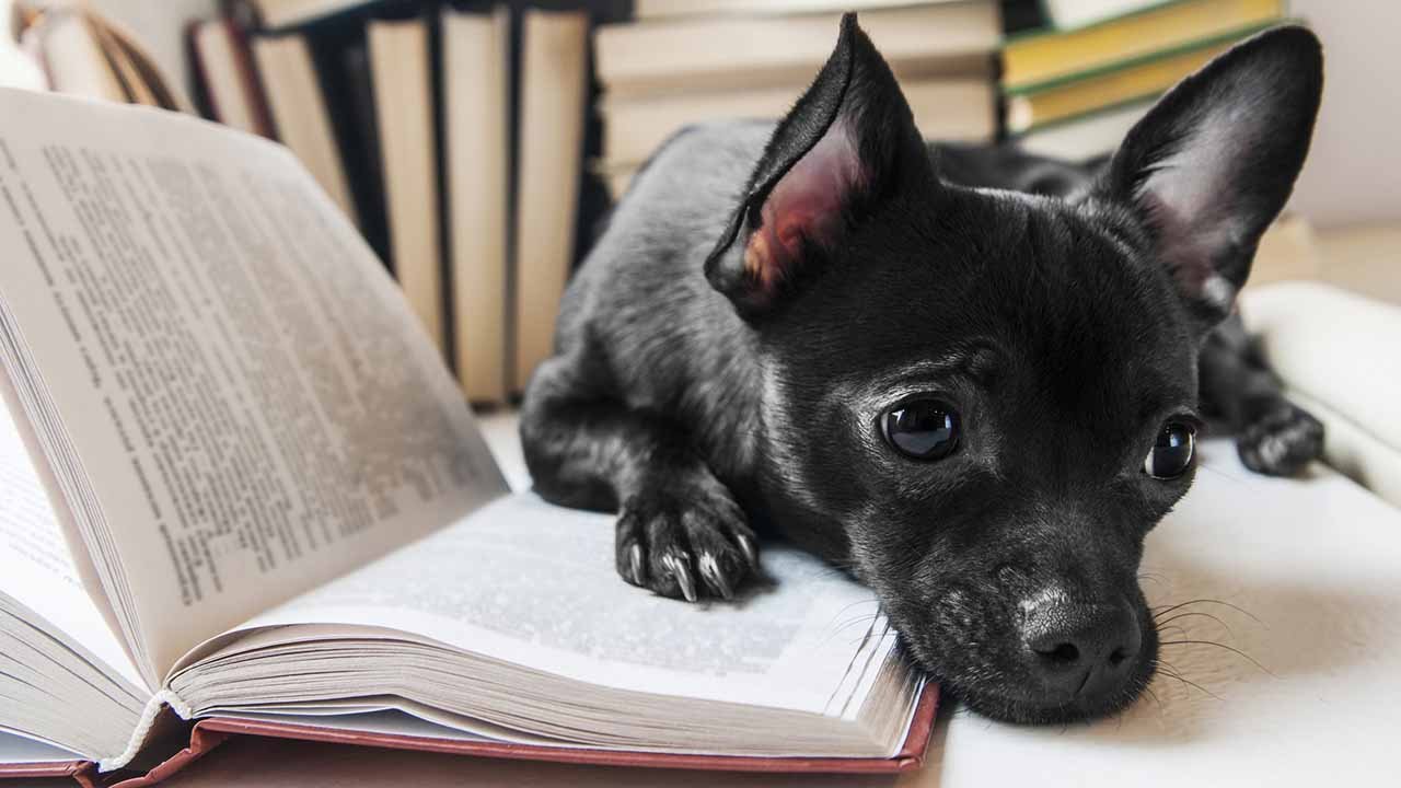 15 Scientifically Proven Lower Intelligent Dog Breeds