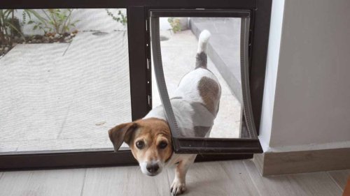 How To Create Pet-Friendly Doors in Your Home
