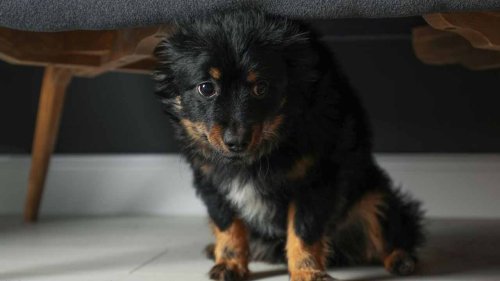 Identifying Common Anxiety Triggers for Dogs - FurBallFun