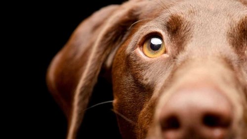 10 Fascinating Animal Eye Types and Their Unique Functions