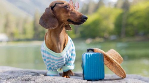 Rules, Tips, and Advice About Taking Your Pet to Hawaii