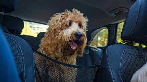 Tips for Cleaning Your Car’s Interior After a Pet Accident