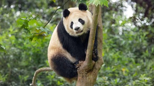 San Diego Zoo Welcomes Giant Pandas for the First Time in Over Two Decades