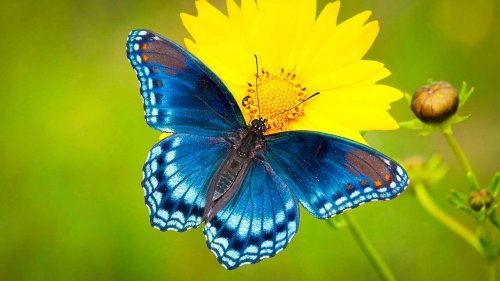 21 Captivating Photos Of The Most Colorful Butterflies In Nature