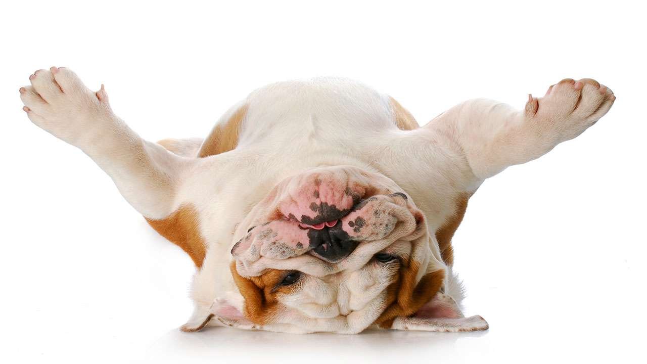 Funny Dogs - cover