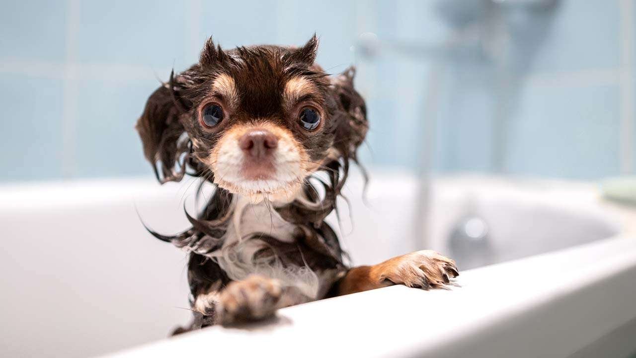 The Chihuahua Collection: Your Ultimate Guide to Everything Chihuahua🐾🦴 - cover
