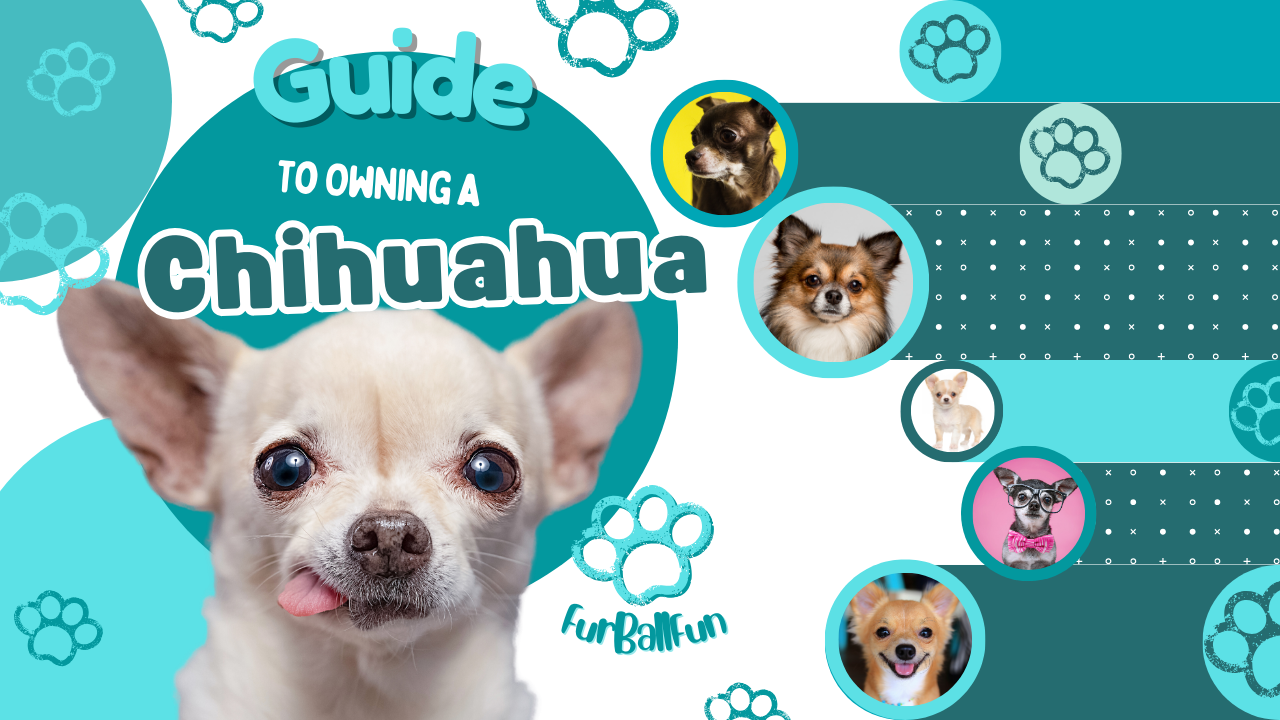 Your Guide to Owning a Chihuahua