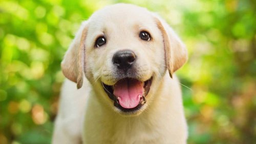 Lab’s First Pet Store Adventure Will Melt Your Heart